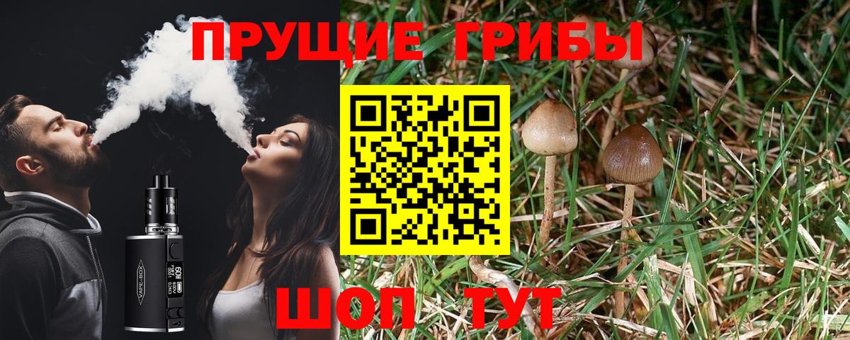 Псилоцибиновые грибы Cubensis Боровичи